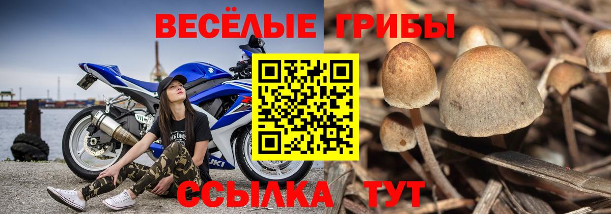 Псилоцибиновые грибы Psilocybe  Вход с VPN  Ахтубинск 